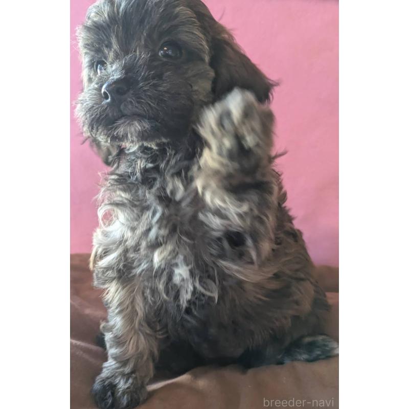 成約済の埼玉県のマルプー:マルチーズ×トイプードル-423322の5枚目