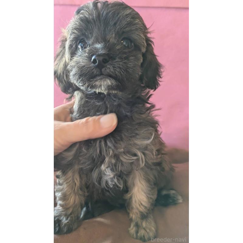 成約済の埼玉県のマルプー:マルチーズ×トイプードル-423322の1枚目