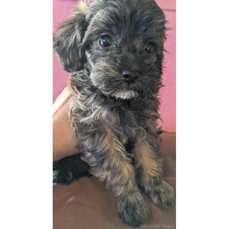 成約済の埼玉県のマルプー:マルチーズ×トイプードル-423322の4枚目