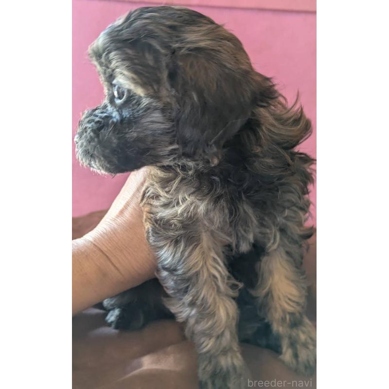 成約済の埼玉県のマルプー:マルチーズ×トイプードル-423322の3枚目