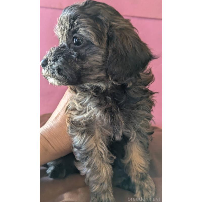 成約済の埼玉県のマルプー:マルチーズ×トイプードル-423322の2枚目