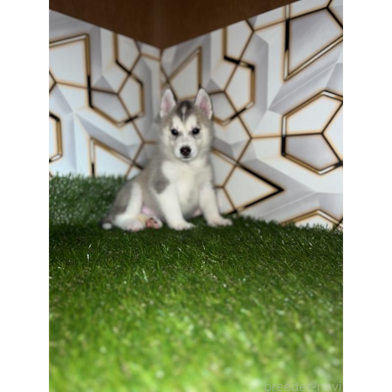 販売中の静岡県のシベリアンハスキー-426892の5枚目