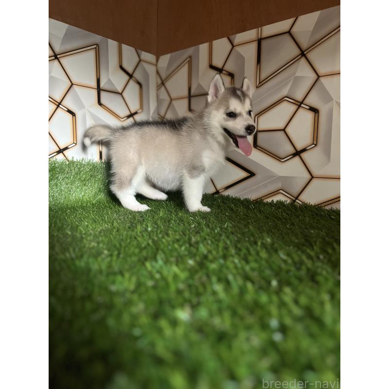 販売中の静岡県のシベリアンハスキー-426892の4枚目