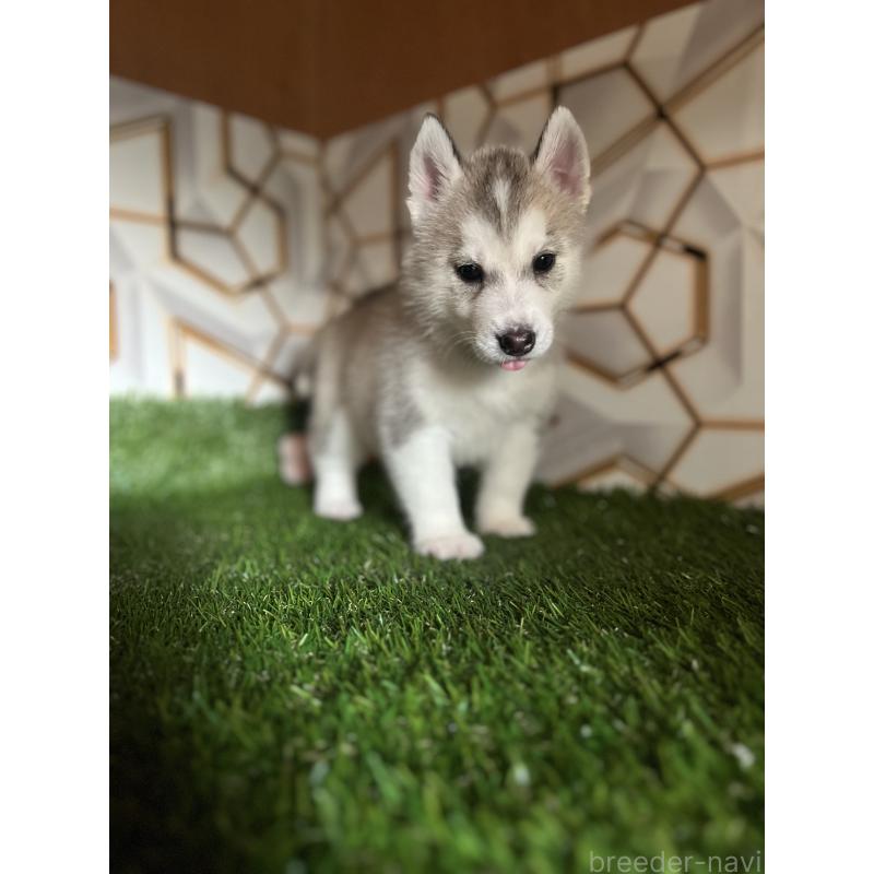 販売中の静岡県のシベリアンハスキー-426892の3枚目