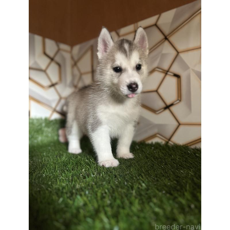 販売中の静岡県のシベリアンハスキー-426892の2枚目