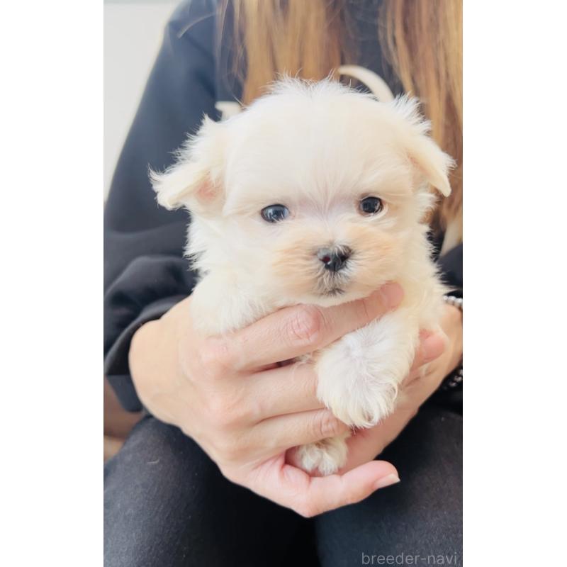 販売中の福岡県のマルチーズ-426883の7枚目