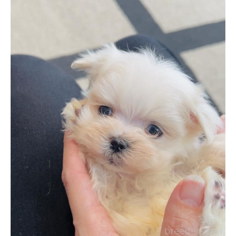 販売中の福岡県のマルチーズ-426883の6枚目