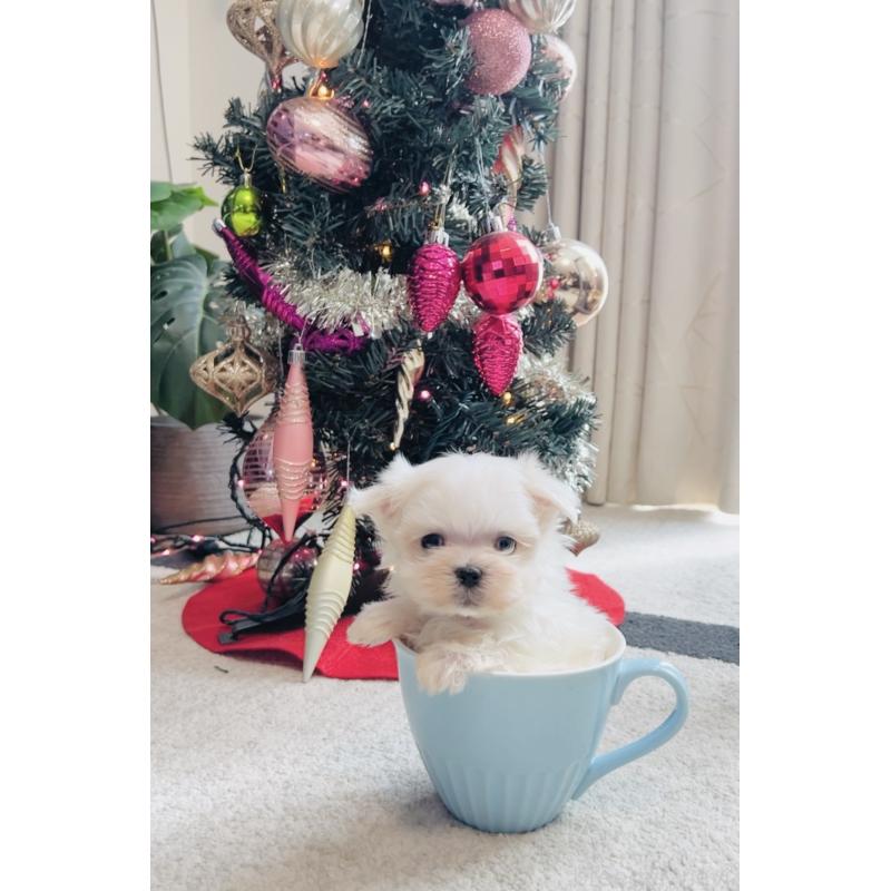 販売中の福岡県のマルチーズ-426883の5枚目