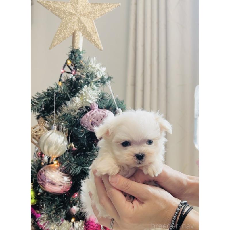 販売中の福岡県のマルチーズ-426883の4枚目