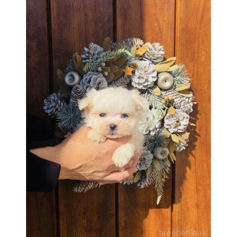 販売中の福岡県のマルチーズ-426883の3枚目