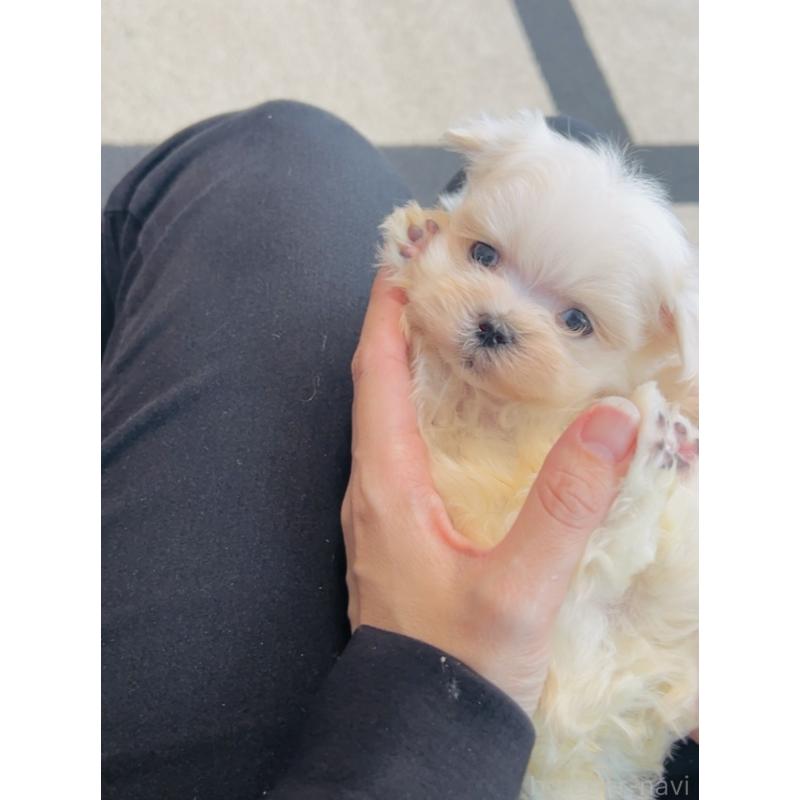 販売中の福岡県のマルチーズ-426883の2枚目