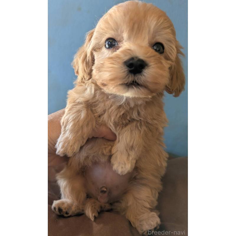 販売中の埼玉県のマルプー:マルチーズ×トイプードル-420866の9枚目