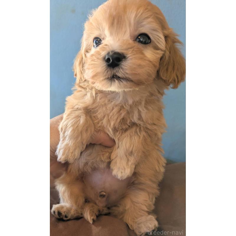 販売中の埼玉県のマルプー:マルチーズ×トイプードル-420866の8枚目