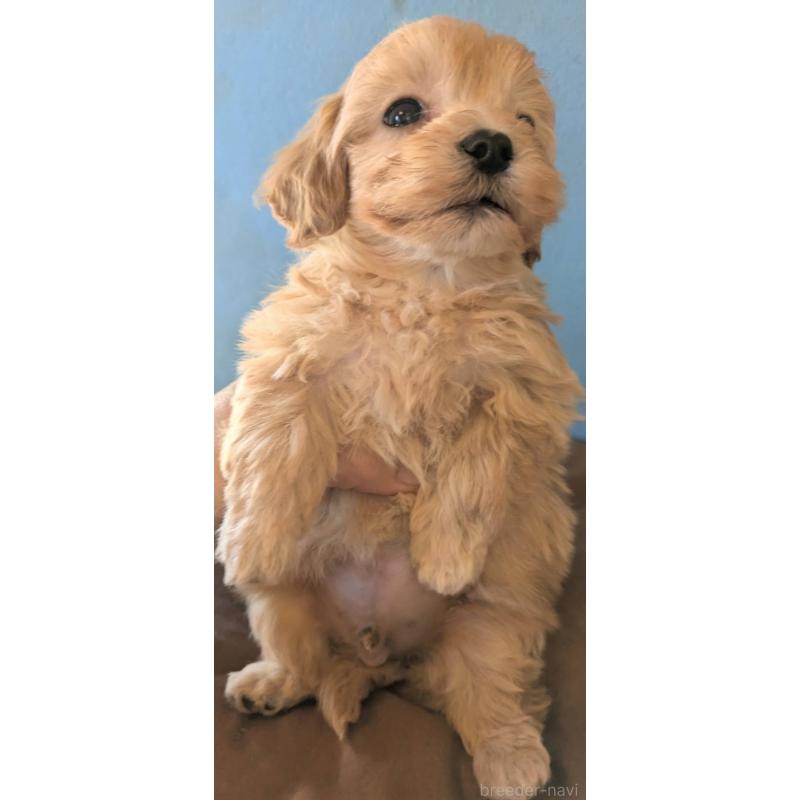 販売中の埼玉県のマルプー:マルチーズ×トイプードル-420866の7枚目