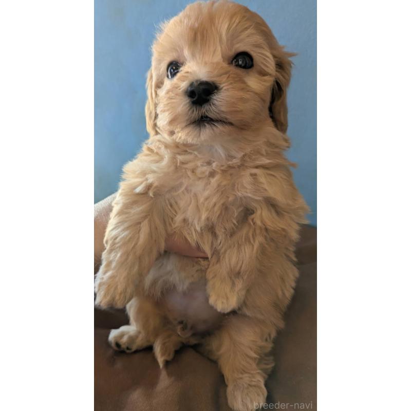 販売中の埼玉県のマルプー:マルチーズ×トイプードル-420866の5枚目