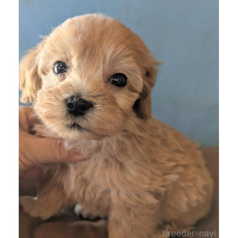 販売中の埼玉県のマルプー:マルチーズ×トイプードル-420866の3枚目