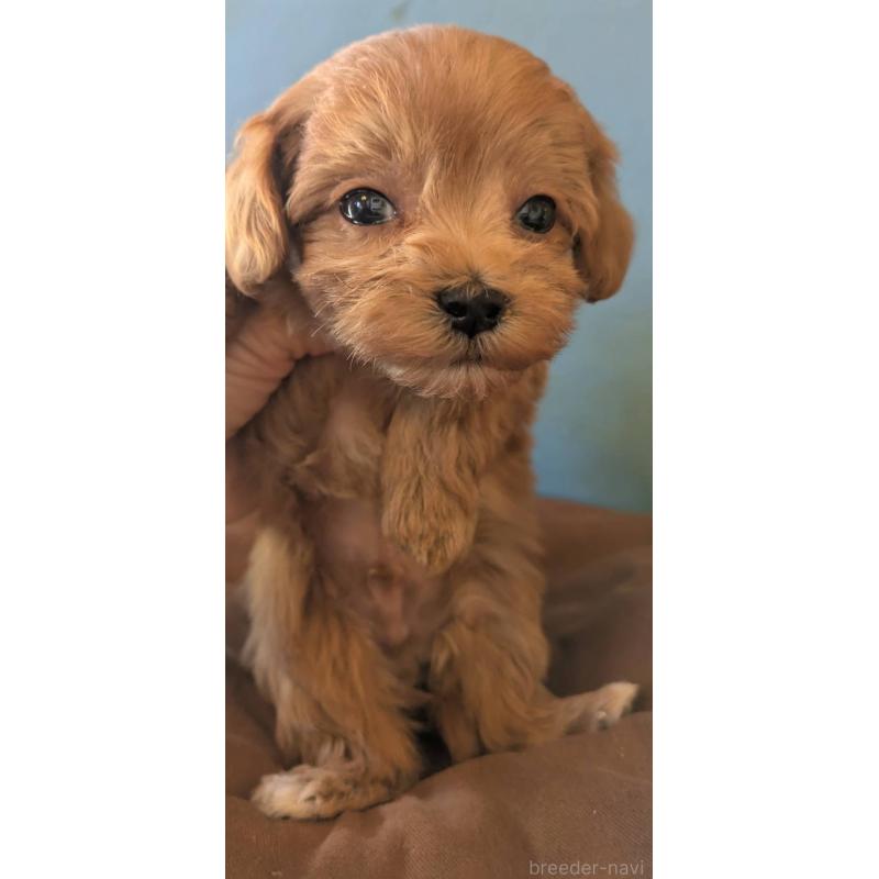 販売中の埼玉県のマルプー:マルチーズ×トイプードル-426890