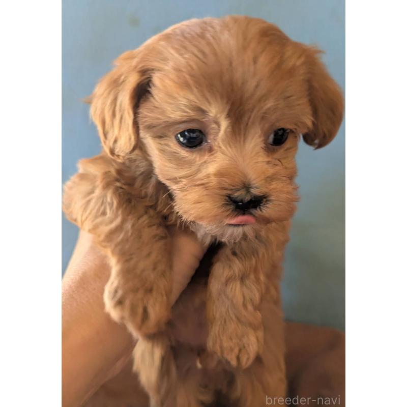 販売中の埼玉県のマルプー:マルチーズ×トイプードル-426890の9枚目