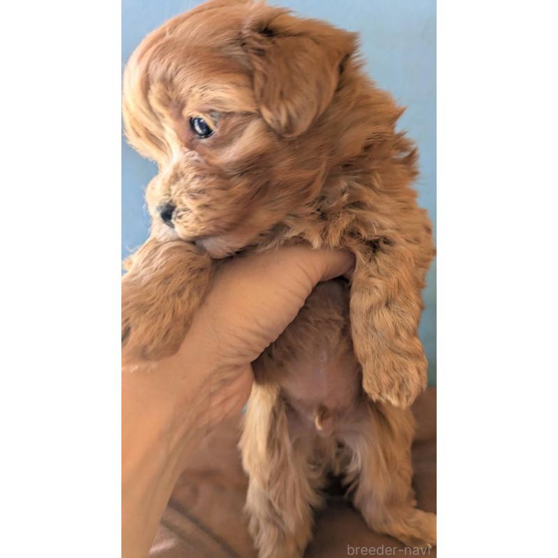 販売中の埼玉県のマルプー:マルチーズ×トイプードル-426890の8枚目