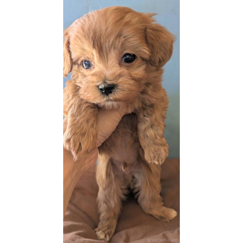 販売中の埼玉県のマルプー:マルチーズ×トイプードル-426890の7枚目