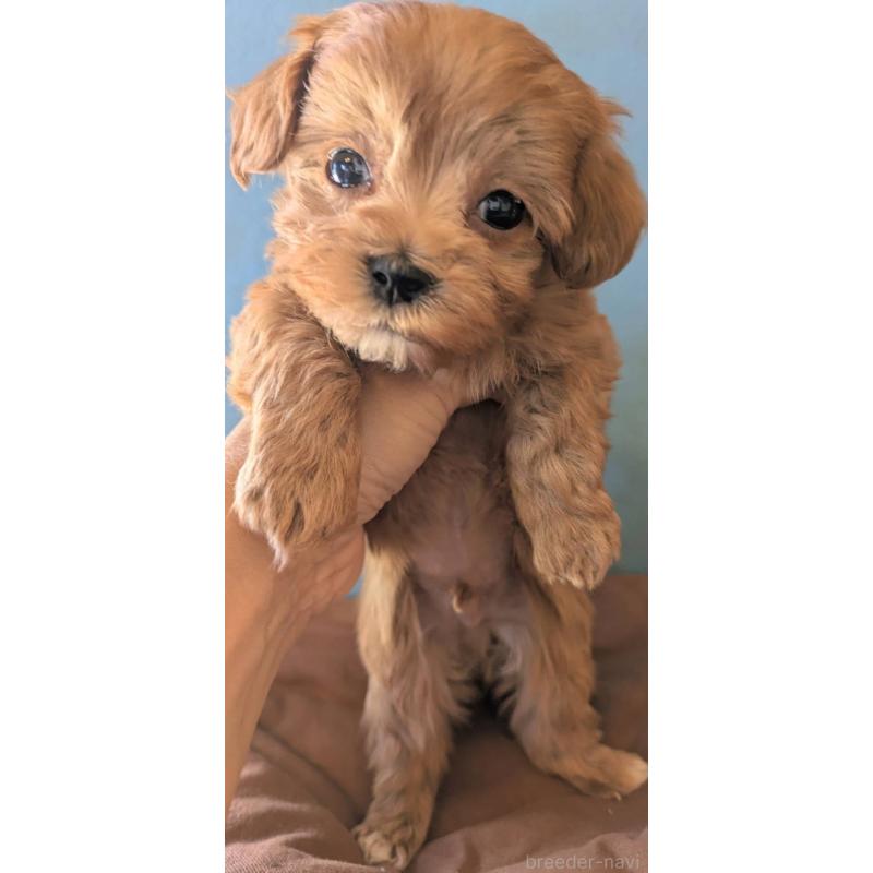 販売中の埼玉県のマルプー:マルチーズ×トイプードル-426890の6枚目