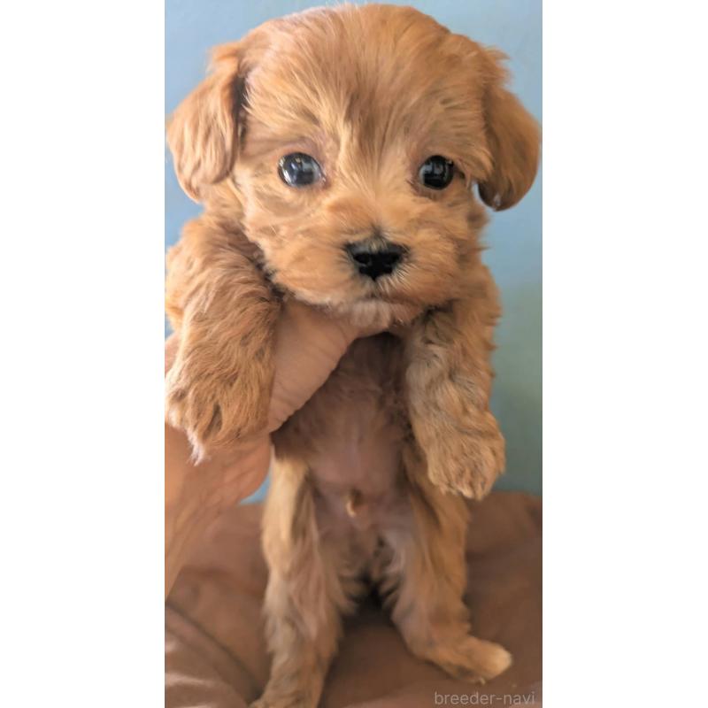 販売中の埼玉県のマルプー:マルチーズ×トイプードル-426890の5枚目