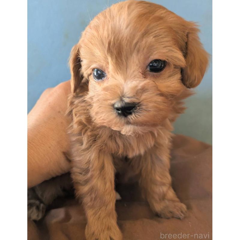 販売中の埼玉県のマルプー:マルチーズ×トイプードル-426890の4枚目