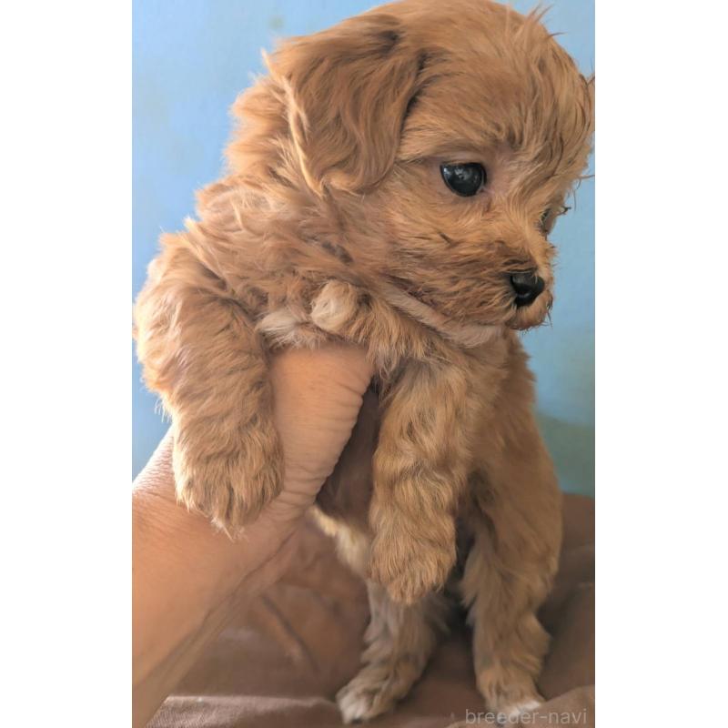 販売中の埼玉県のマルプー:マルチーズ×トイプードル-426890の3枚目