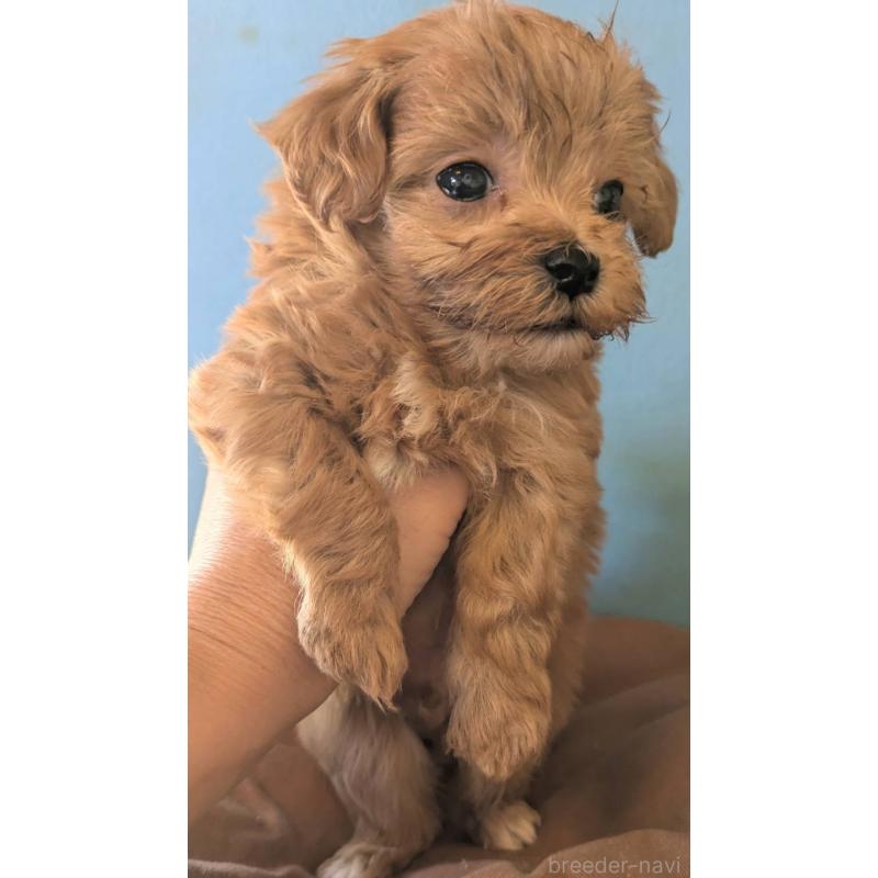 販売中の埼玉県のマルプー:マルチーズ×トイプードル-426890の2枚目