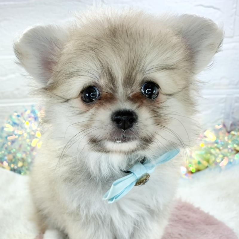 販売中の岐阜県のポメチワ:ポメラニアン×チワワ-426887の1枚目