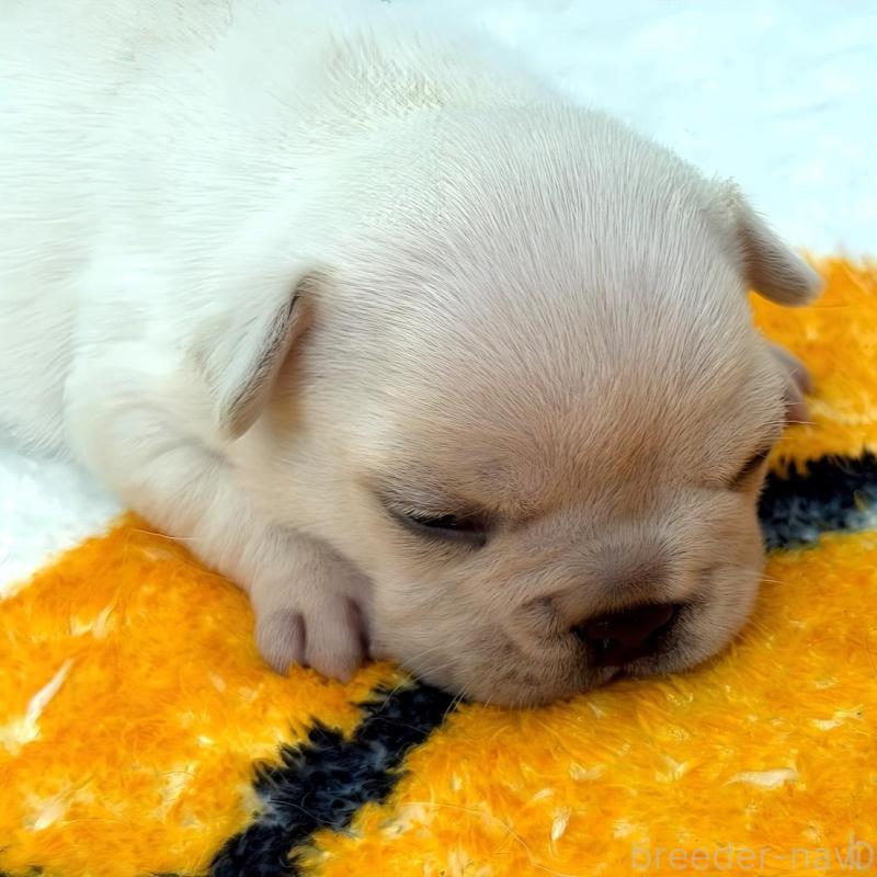 販売中の兵庫県のフレンチブルドッグ-426885の5枚目