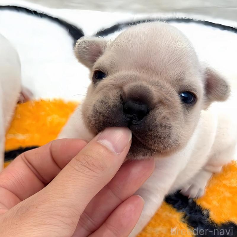 販売中の兵庫県のフレンチブルドッグ-426885の1枚目