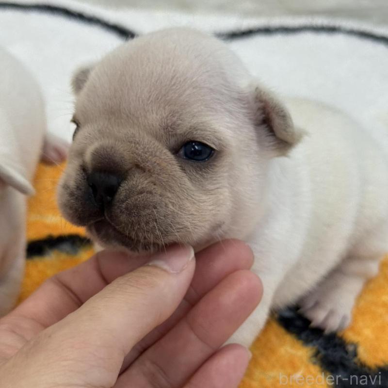 販売中の兵庫県のフレンチブルドッグ-426885の4枚目