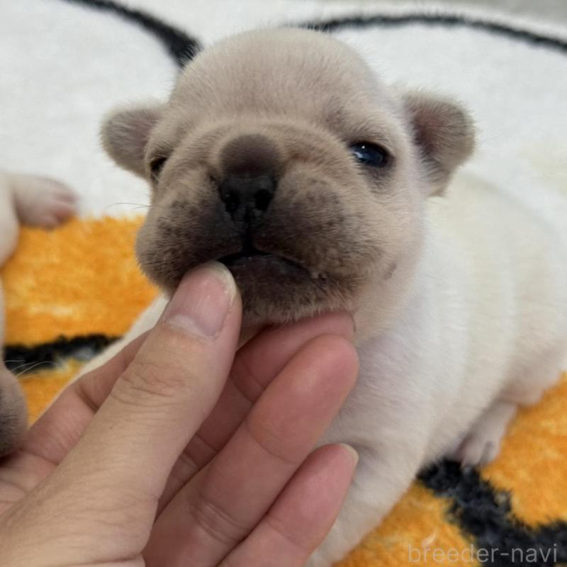 販売中の兵庫県のフレンチブルドッグ-426885の3枚目