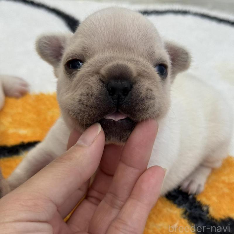 販売中の兵庫県のフレンチブルドッグ-426885の2枚目