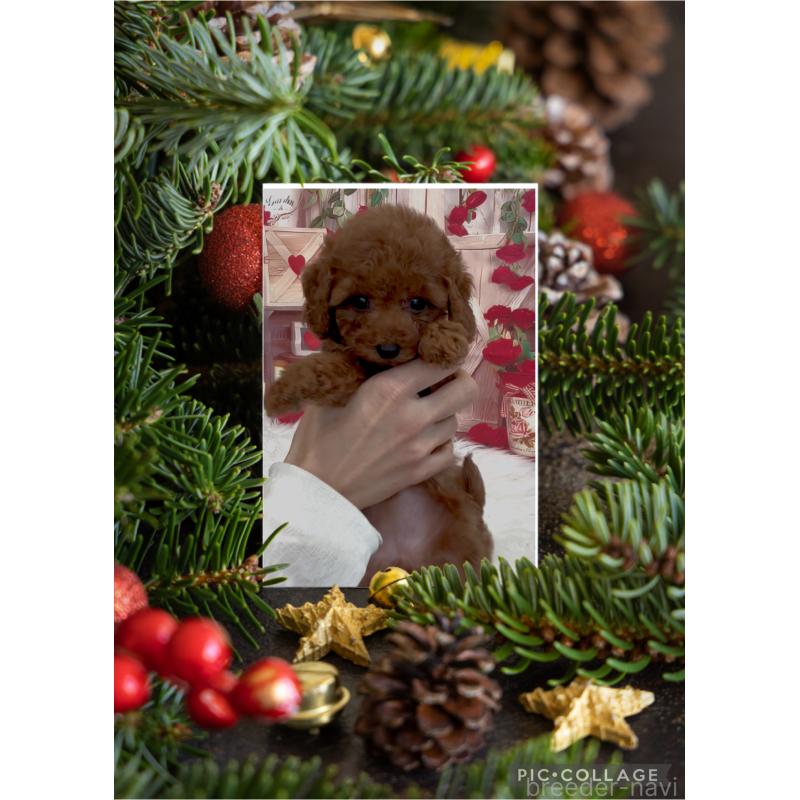 販売中の愛知県のタイニープードル-426897の3枚目