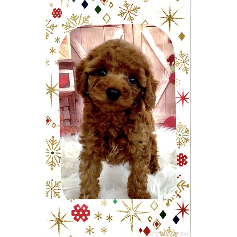 販売中の愛知県のタイニープードル-426897の2枚目