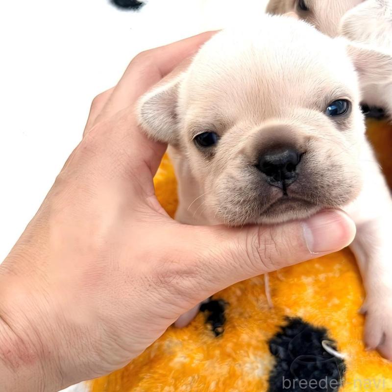 販売中の兵庫県のフレンチブルドッグ-426889の3枚目