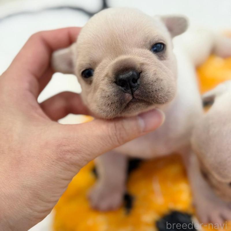 販売中の兵庫県のフレンチブルドッグ-426889の2枚目