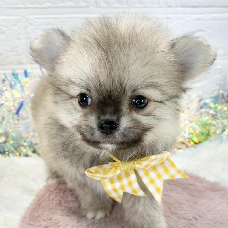 販売中の岐阜県のポメチワ:ポメラニアン×チワワ-426891の1枚目