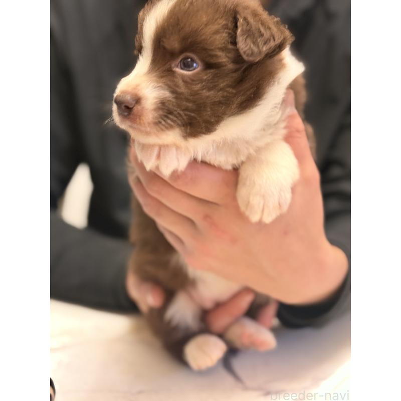 販売中の福岡県のボーダーコリー-426895の5枚目