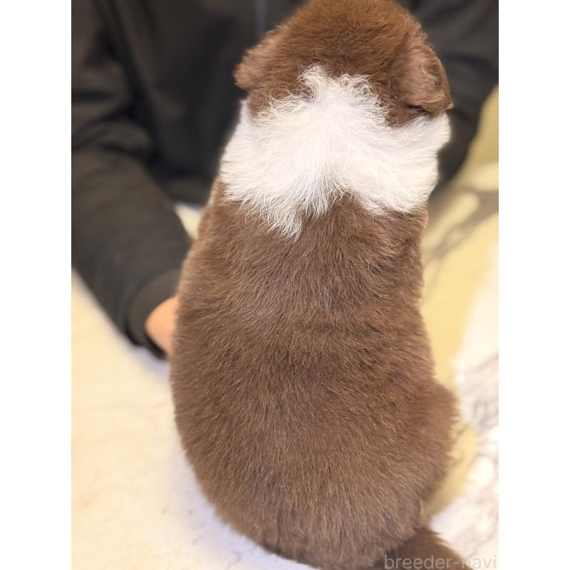 販売中の福岡県のボーダーコリー-426895の4枚目