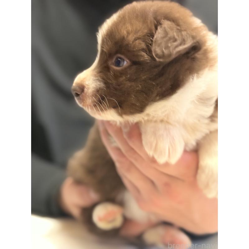 販売中の福岡県のボーダーコリー-426895の2枚目