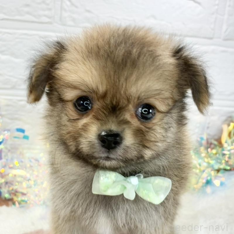 販売中の岐阜県のポメチワ:ポメラニアン×チワワ-426894