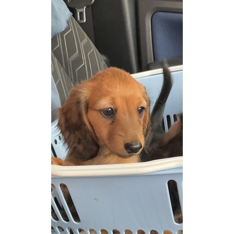 販売中の沖縄県のカニンヘンダックスフンド(ロングヘアード)-417771の3枚目