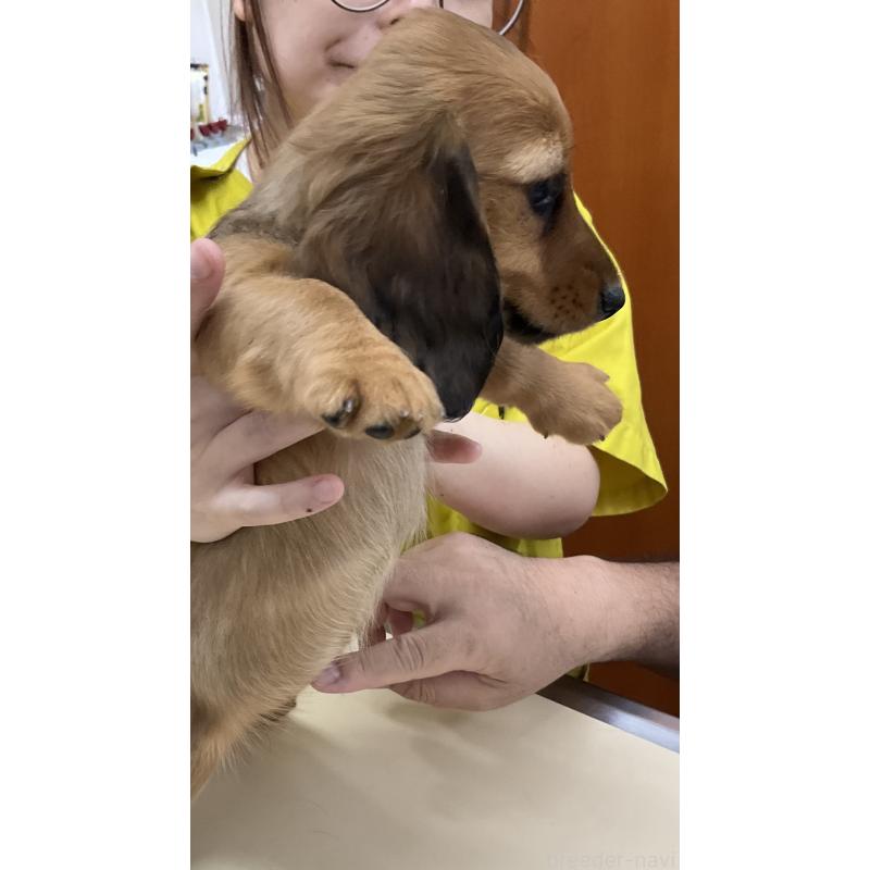 販売中の沖縄県のカニンヘンダックスフンド(ロングヘアード)-417771の2枚目