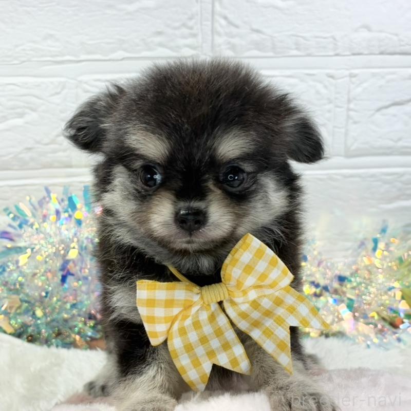 販売中の岐阜県のポメチワ:ポメラニアン×チワワ-426896