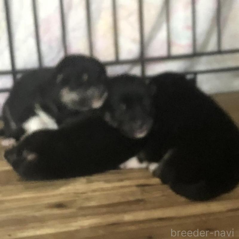 販売中の三重県の柴犬-426898の2枚目