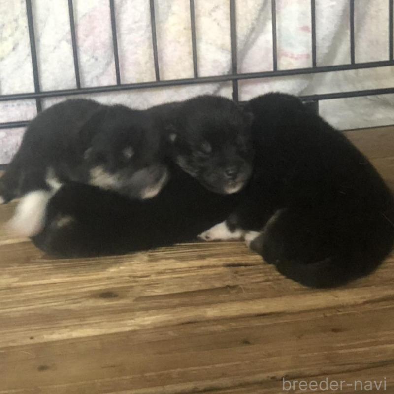 販売中の三重県の柴犬-426898