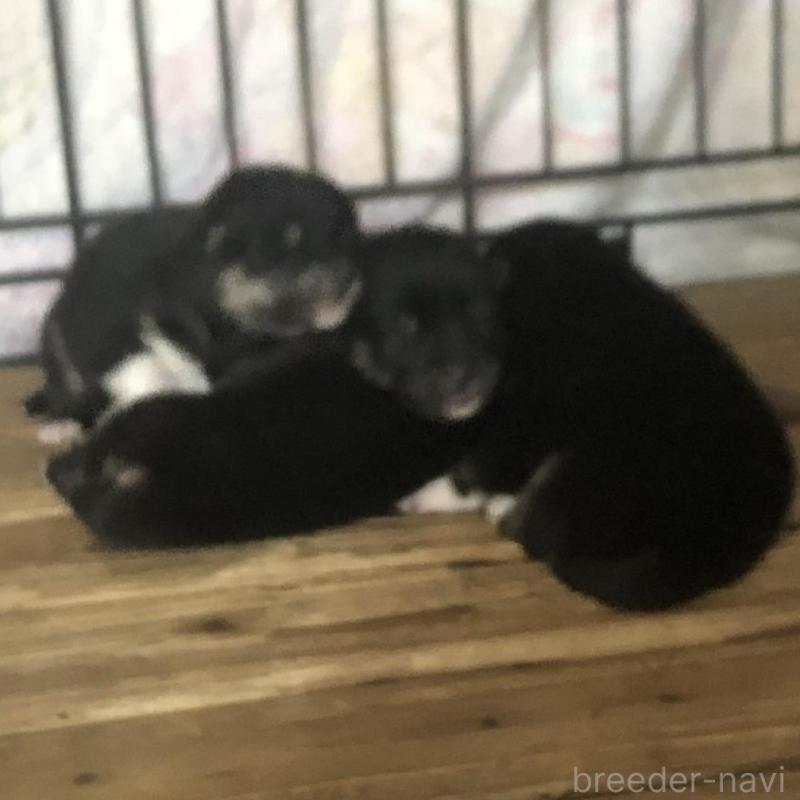 販売中の三重県の柴犬-426899の2枚目